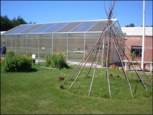 A trellis for peas stands near South Meadow  School’s Greenhouse.