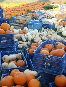 Squash from Peter's Stand.